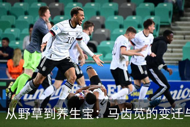 从野草到养生宝：马齿苋的变迁与情怀
